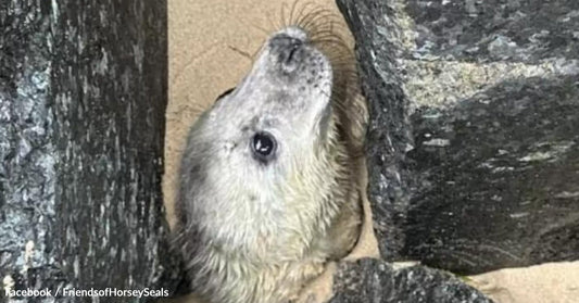 Seal peering from between rocks on a sandy beach, showcasing its inquisitive expression.