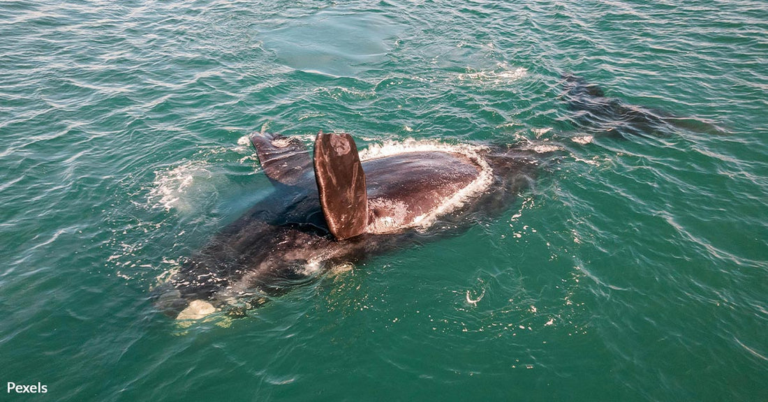 Massive, Beautiful Endangered Fin Whale Found Dead on Oregon Coast