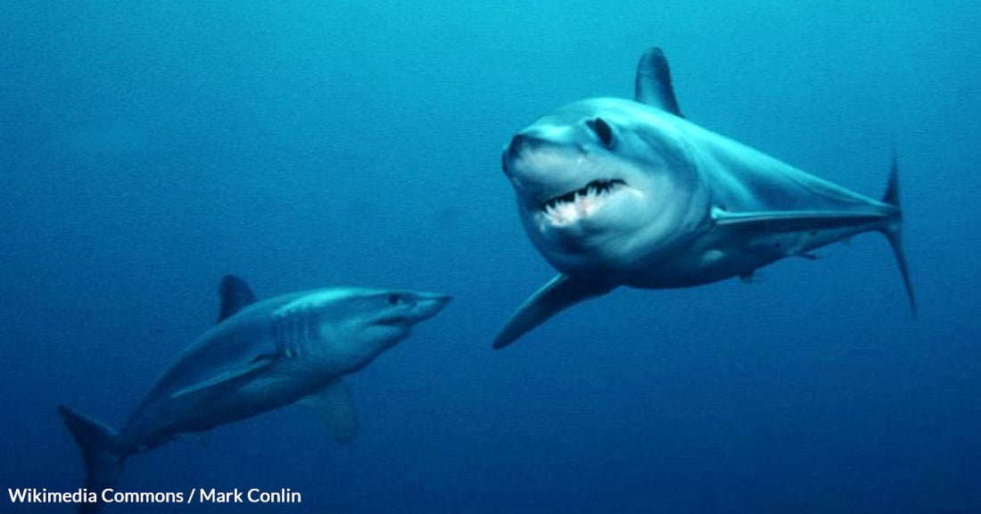 Beachgoers Become Heroes Rescuing a Stranded Mako Shark