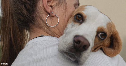 Beagles Thrown From SUV On Highway Reunited In Emotional Video