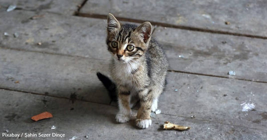 Shelter Cat Goes on Adventure That Takes Him From Abu Dhabi to the U.S.