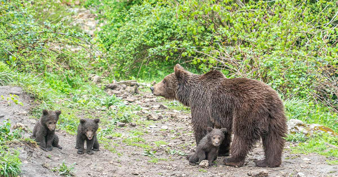 Mother brown bear stands on a dirt path with three small cubs gathered around her in a green woodland area.