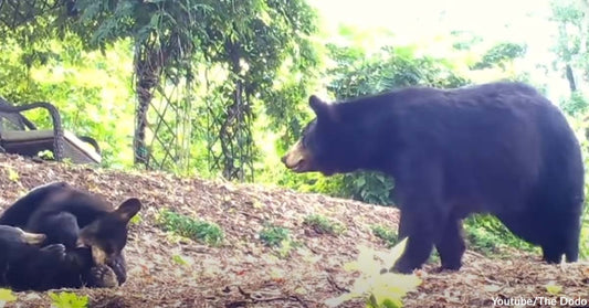 Woman Puts Up Hammock for Mother Bear and Cubs to Enjoy