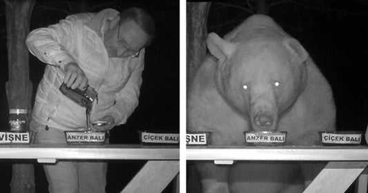 Family Of Bears Kept Stealing Man's Honey So He Turns Them Into Taste Testers