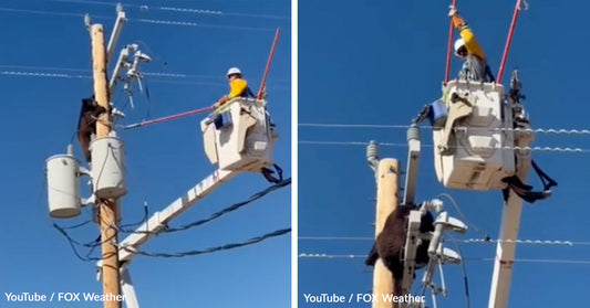 A bear climbs a utility pole while a worker is above.