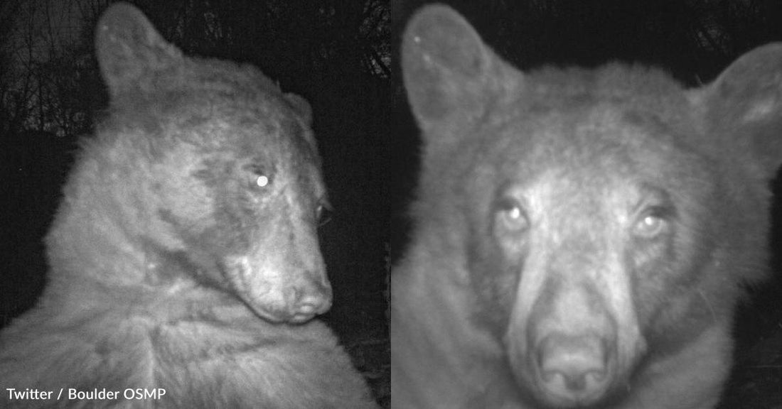 Bear Strikes Several Hundred Poses with City's Wildlife Camera