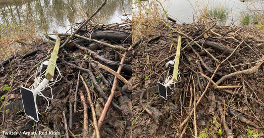 Beavers Swipe Wildlife Webcam and Add it to Their Lodge