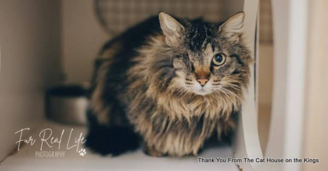 Senior Cat Who's Been Surrendered Twice is Ready to See if Third Time's the Charm