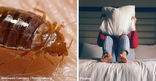 Bedbugs Are Making A Comeback in Europe and the U.S.