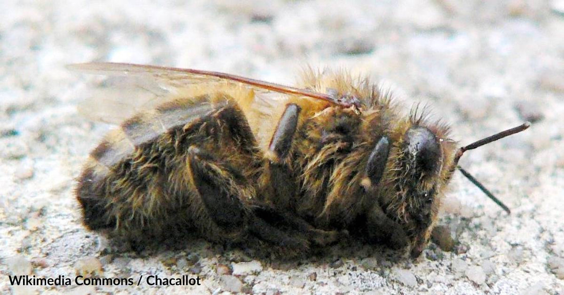 UK Grants Emergency Use of Pesticide Known to be Toxic to Bees to Boost Sugar Beet Production