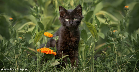 Tiny Kitten Rescued From Swamp, Finds Happy New Home