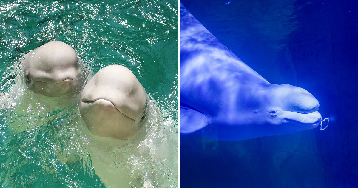 Four Female Beluga Whales Rescued From Canada's Shuttered Marineland Find a New Home at Chicago's Shedd Aquarium