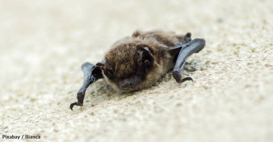 The Environmental, Agricultural, and Health Benefits of Bats