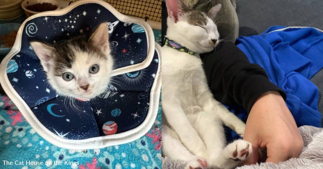 A Kitten Plagued with Scar Tissue Has Been Healing Thanks to You, But He Needs a Little More Help