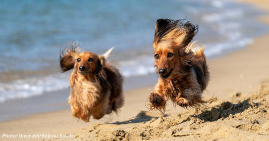 15 Best Dog-Friendly Beaches