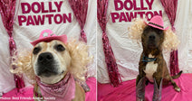 Shelter Dogs "Of Many Colors" Dress Up Like Dolly