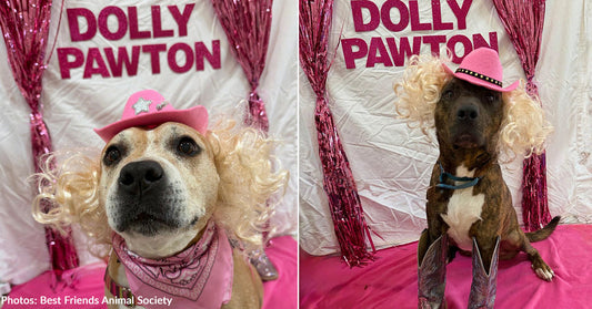 Shelter Dogs "Of Many Colors" Looking for Homes Dress Up Like Dolly