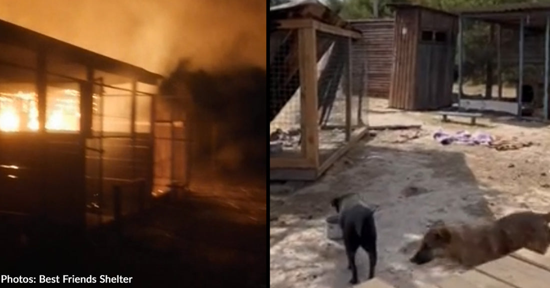 Russian Missiles Hit Ukraine Animal Shelter, Countless Animals Need Our Help