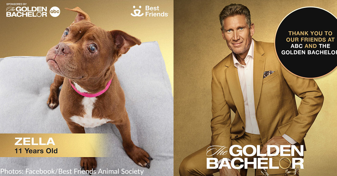 Best Friends Teams Up With ABC's The Golden Bachelor To Give Senior Pets A Second Chance At Love