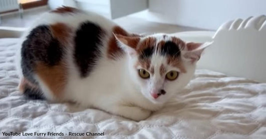 This Betrayed Cat Wouldn't Stop Hissing Until She Learned to Trust Her Rescuer
