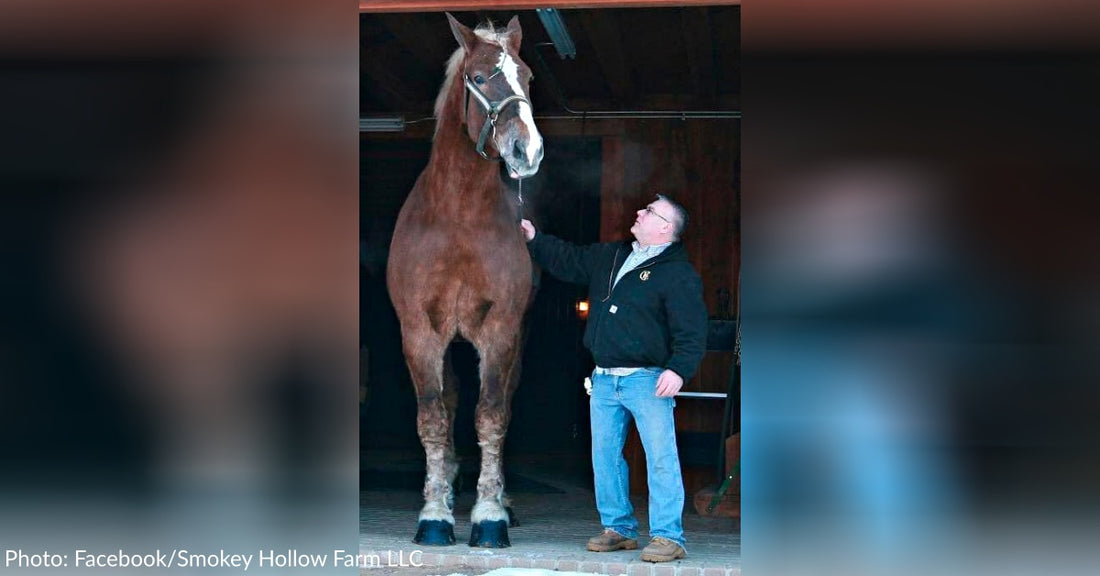 Big Jake, Once Known As The World's Tallest Horse, Dies In Wisconsin