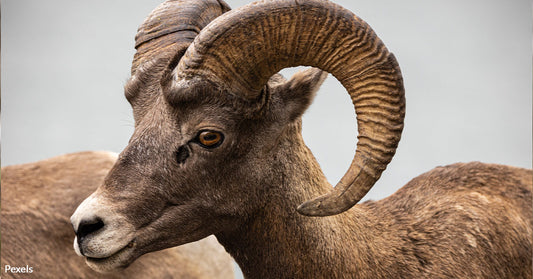 Agreement Secures 100,000 Acres for Rocky Mountain Bighorn Sheep Conservation