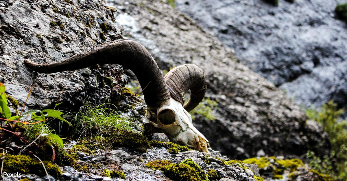 Bighorn Sheep Slaughter Shocks Arizona, Sparks Manhunt for Poacher ...