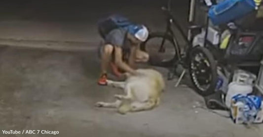 The World's Worst Bike Thief Meets the World's Friendliest Dog