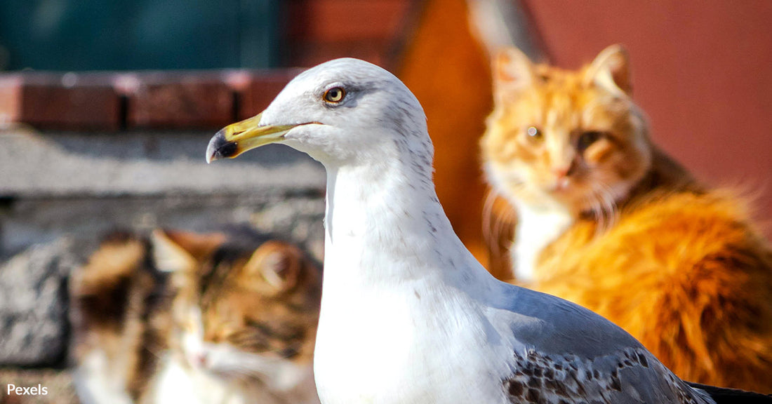 The Danger of Avian Flu and the Threat it Poses to Pets in the U.S.