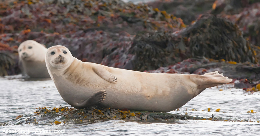 Avian Flu Outbreak Detected in Canadian Harbor Seals for the First Time