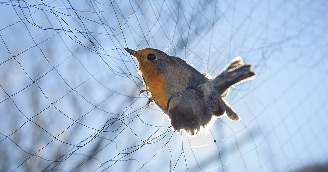 Anti Bird Netting Is Trapping And Killing Birds In New York City | GreaterGood