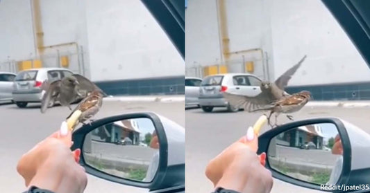The Battle for Survival Commences as This Bird Steals Food Away from Its Friend