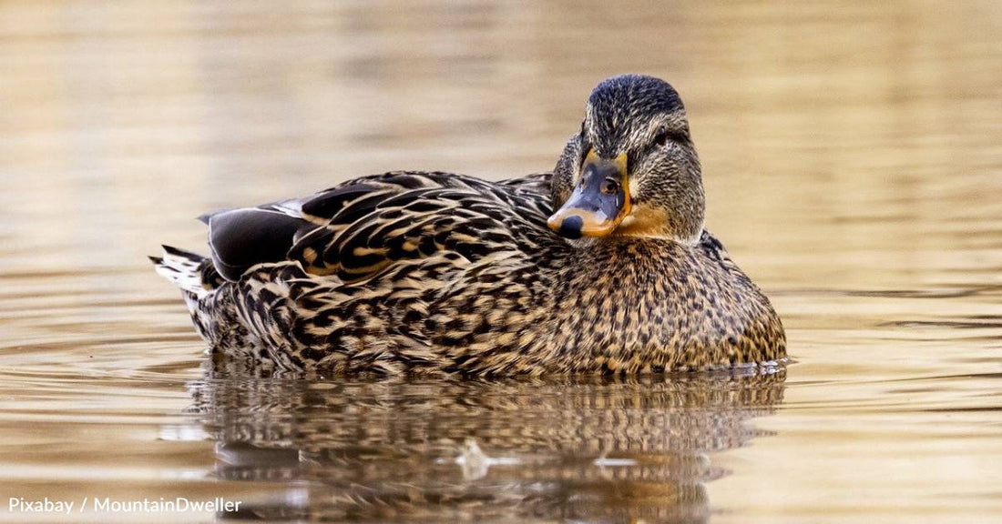 Birds Living Near People Found to Have Higher Levels of Antimicrobial Resistant Bacteria