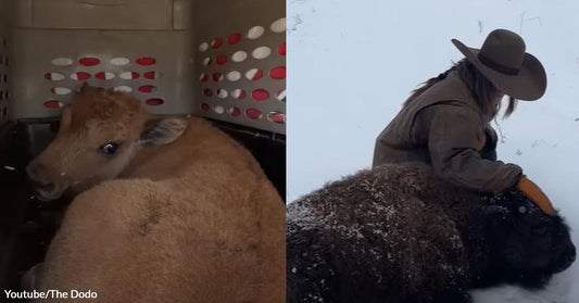 Feisty Baby Bison Grows Soft for The Rescuer She Treats as a Mom