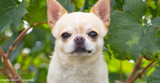 Woman Rescues Dog She Met on Meals on Wheels Route After Her Human Goes to Nursing Home