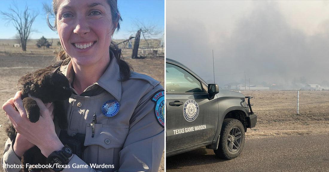 Lucky Black Cat Survives Texas Wildfire And Leads Game Warden To More Kittens