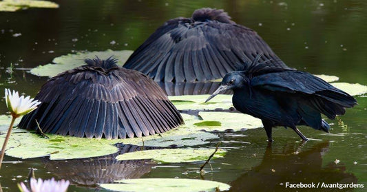 The Black Heron Can Turn Into An Umbrella When It Hunts Its Prey