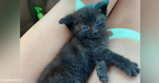 Woman Leaps From Car To Save Tiny Stray Kitten From Traffic