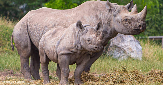 Critically Endangered Black Rhino Population Hits 1,000 in Kenya, But Work Remains to Save the Species