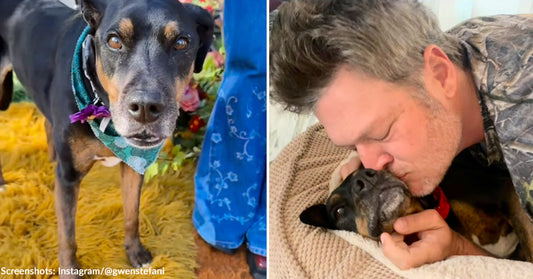 black and tan dog and man kissing black dog