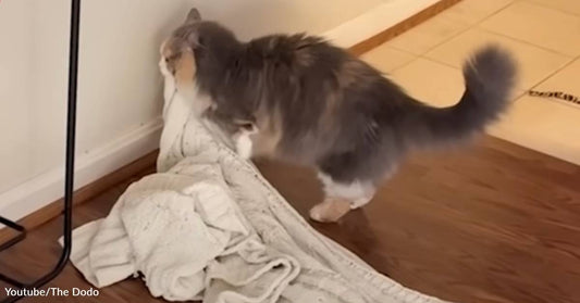 This Cat Drags Her Ginormous Blanket Everywhere She Goes