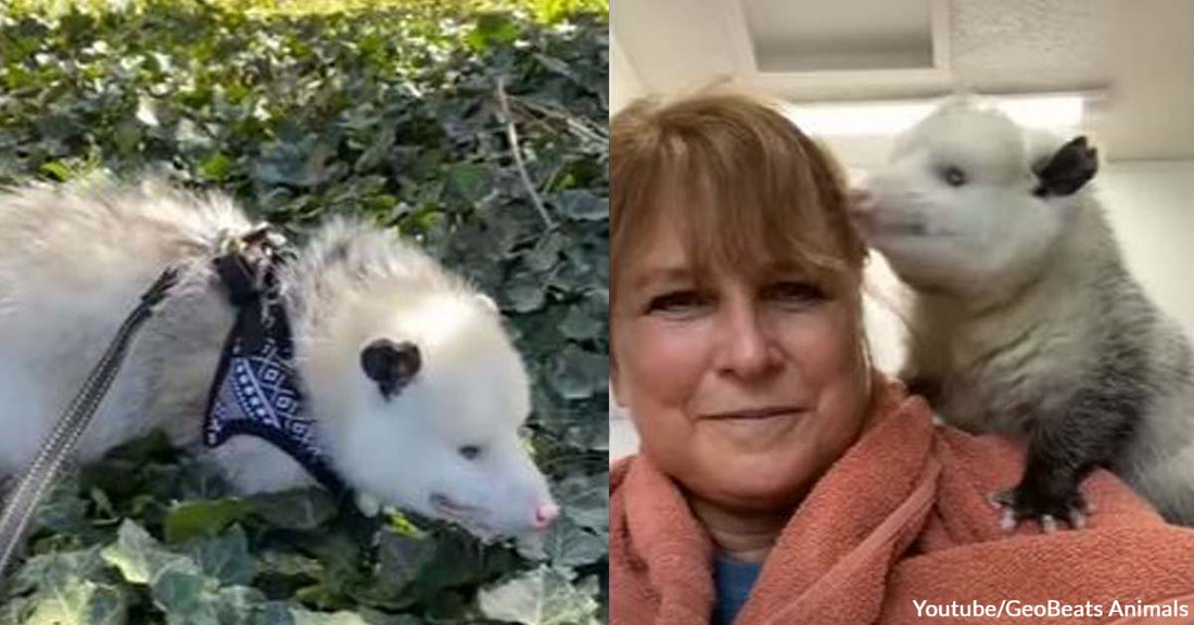 Blind Rescue Opossum Gains a Warm Home and a Caring Human Mom