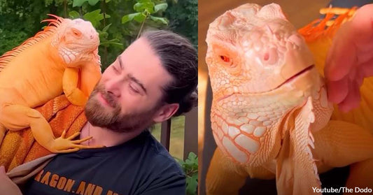 The Daily Routine of a Blind Orange Dragon and Its Incredible Bond with a Human