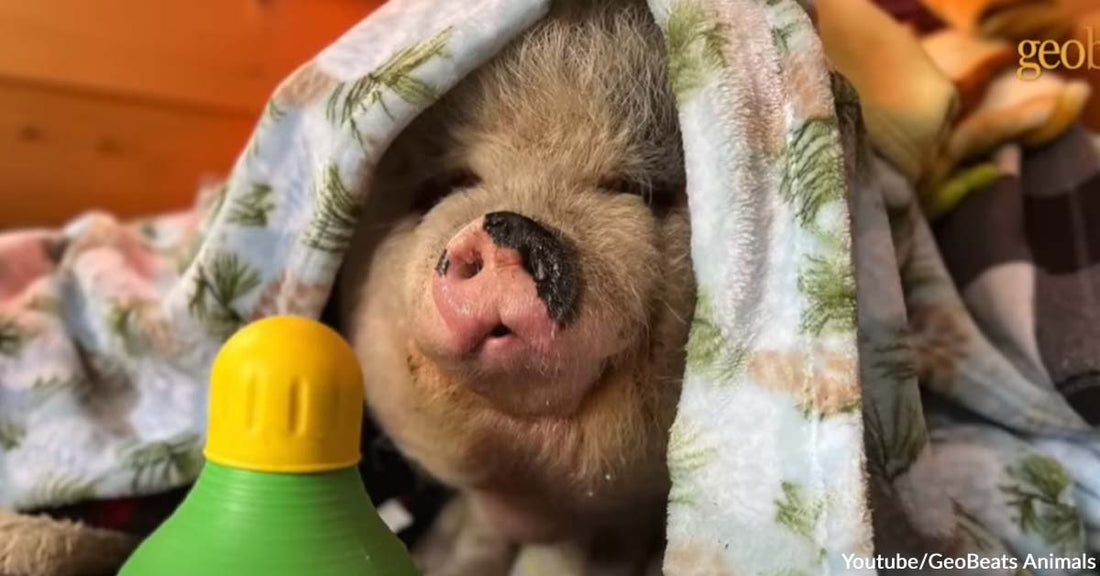 Abandoned Blind Pig Had Difficulty with Trusting Another Human Until This Guy Won Her Over