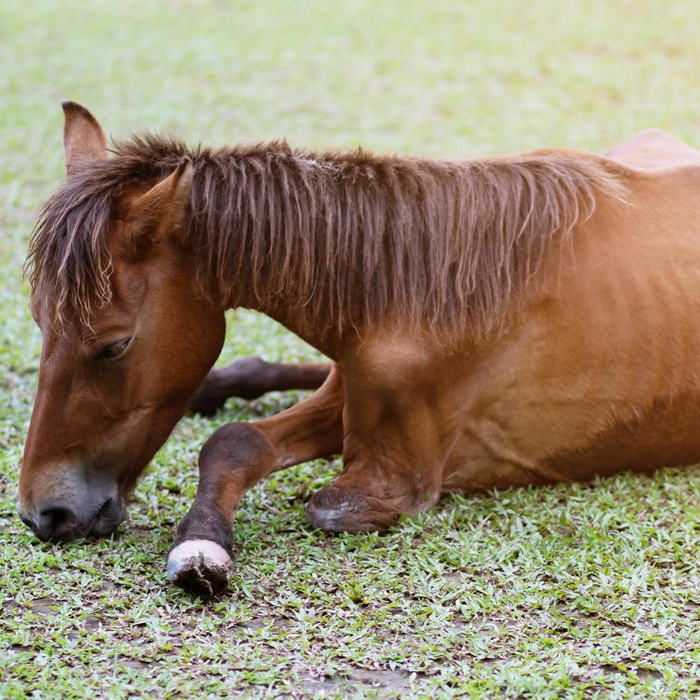 Tell The BLM To Count Every Foal Born And Lost In Captivity