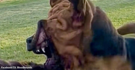 A bloodhound yawns widely outdoors on grass, mouth open to show teeth and tongue.