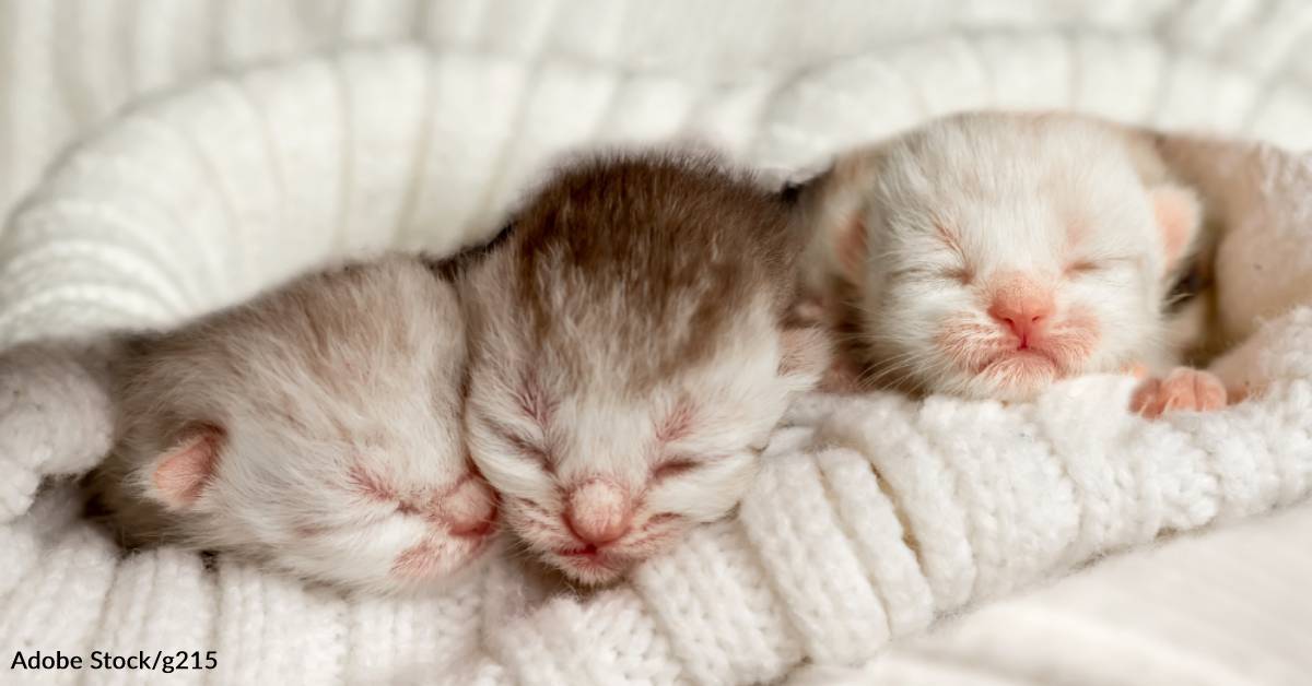 Woman Fosters Litter of Kittens to Stop Them From Being Euthanized ...
