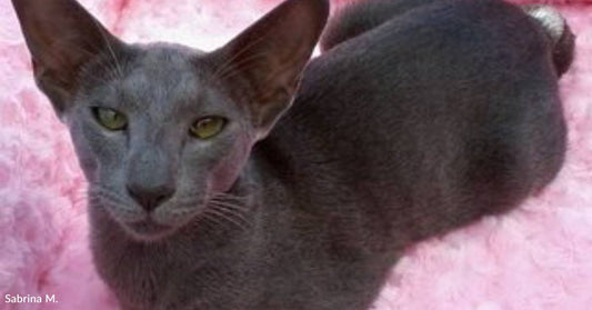 Young Woman Loses Her Dad, But Her Faithful Cat Keeps Her Going