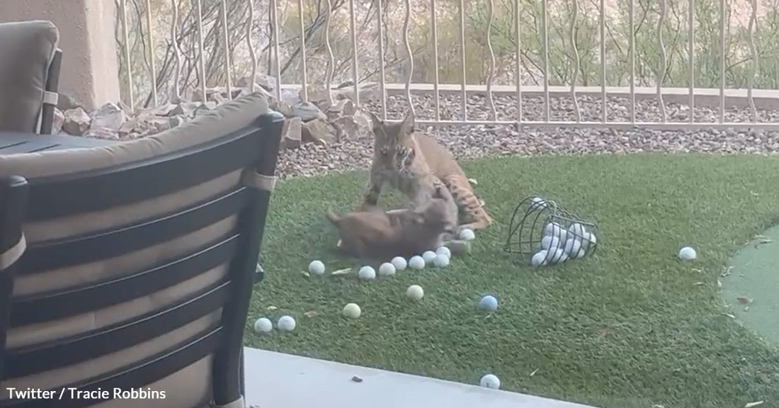 Adorable Bobcat Moments Captured in Tucson Backyard