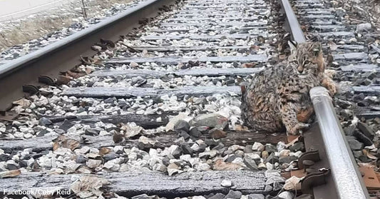 A bobcat resting on railroad tracks surrounded by gravel and foliage.